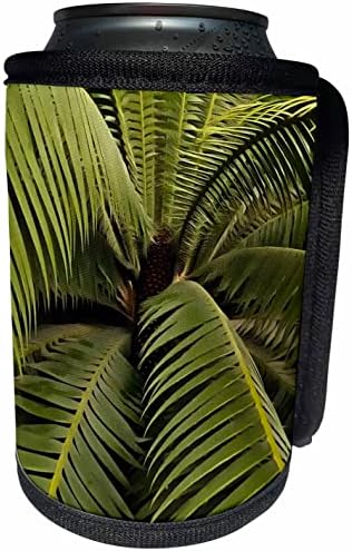 3dRose Dioon Spinulosum Tropikal Palmiye Sanatı-Can Soğutucu Şişe Sargısı (cc-362590-1)